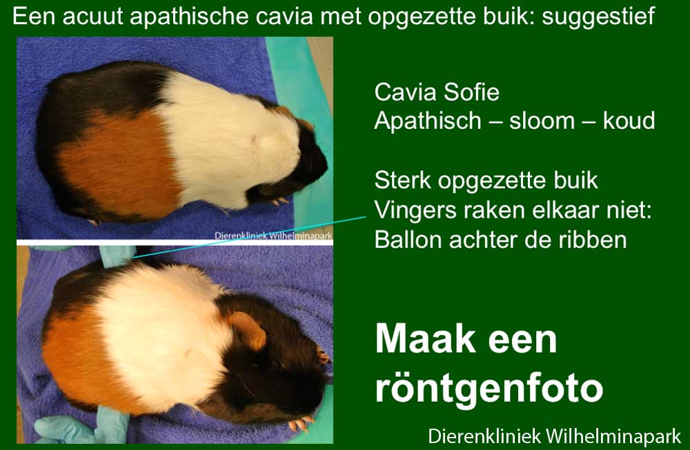 Sofie heeft een hele opgezette maag